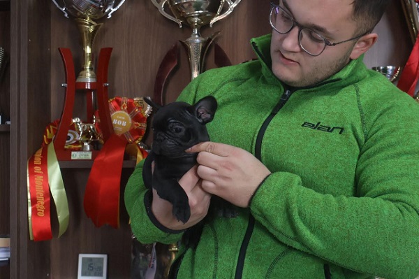 Francuski Buldog, vrhunskog porekla