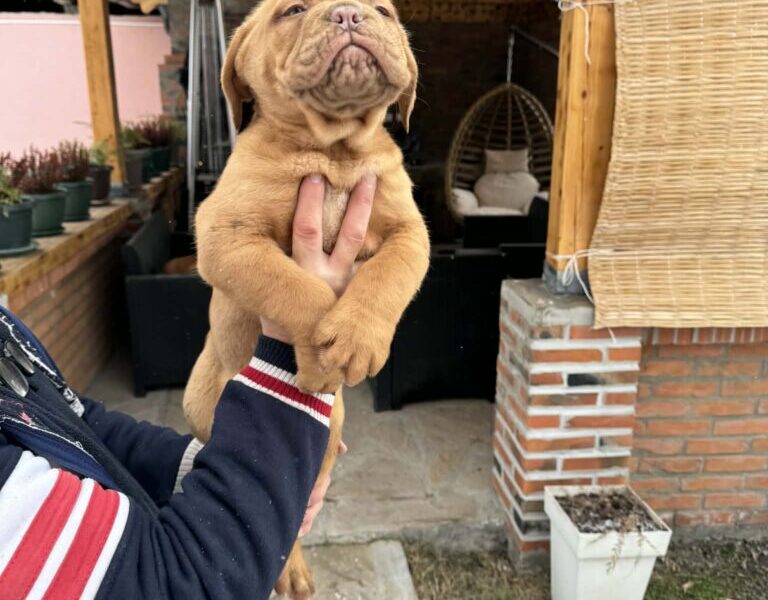Bordoska Doga (Dogue de Bordeaux) prelepi stenci