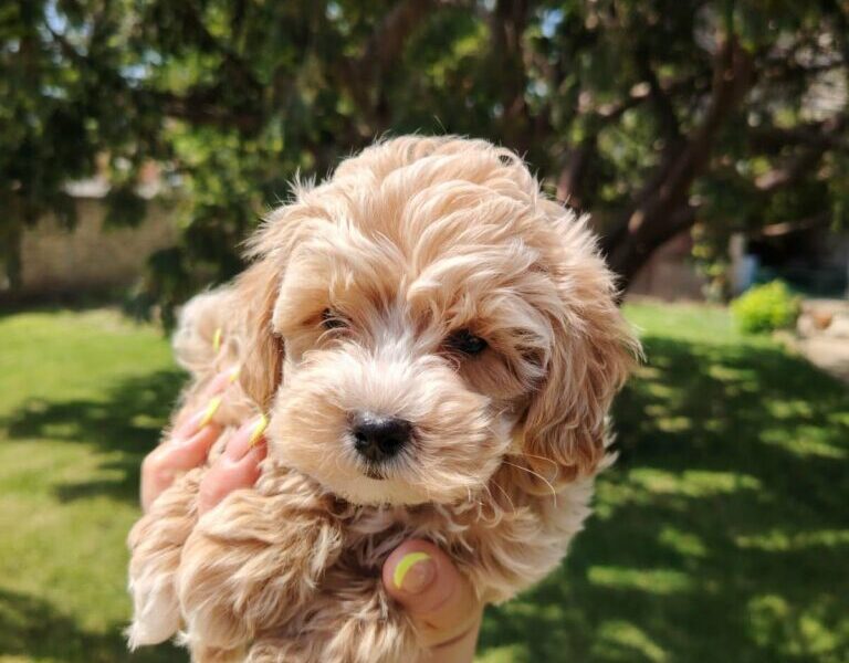 Maltipoo štenci