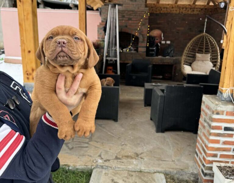 Bordoska Doga (Dogue de Bordeaux) prelepi stenci