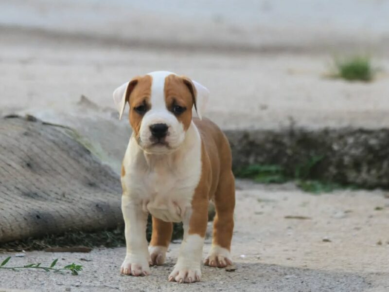 Američki staford terijer prelepi štenci