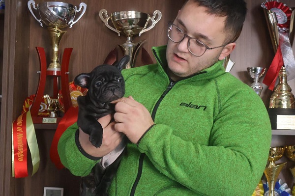 Francuski Buldog, vrhunskog porekla