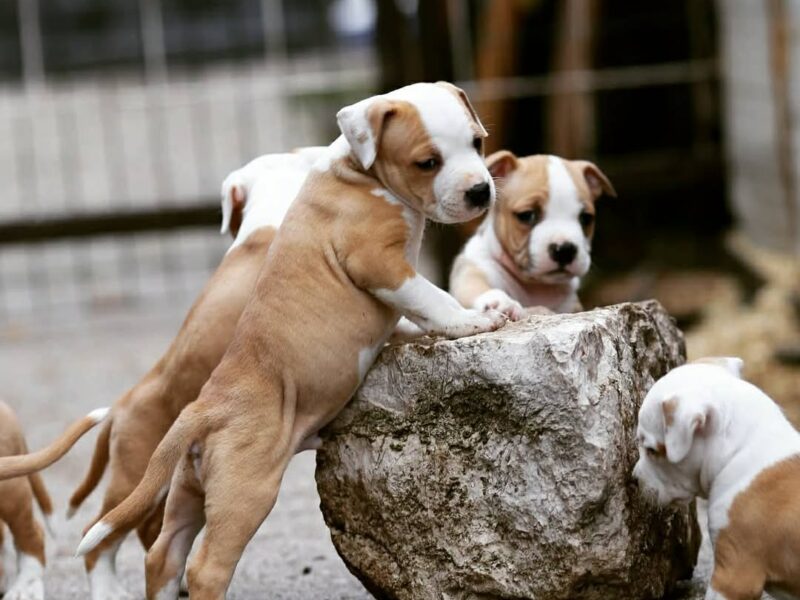 Američki staford terijer prelepi štenci