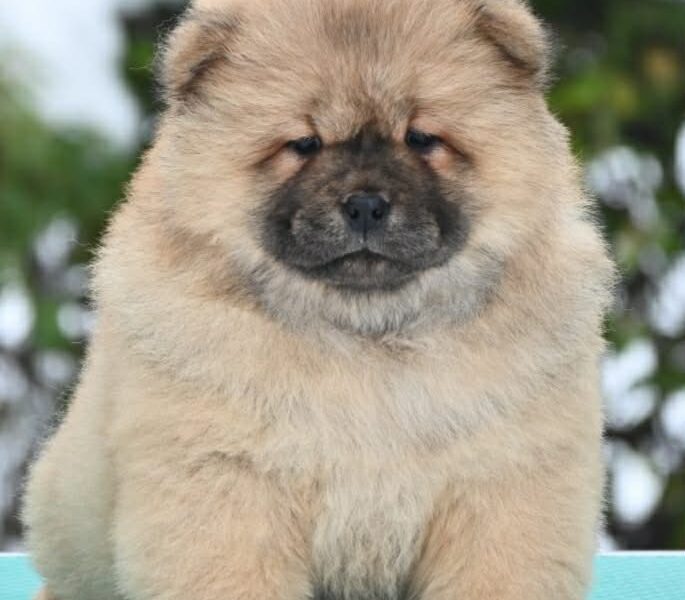 Chow Chow Cau Cau Čau Čau