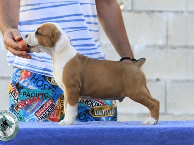 Američki staford terijer prelepi štenci
