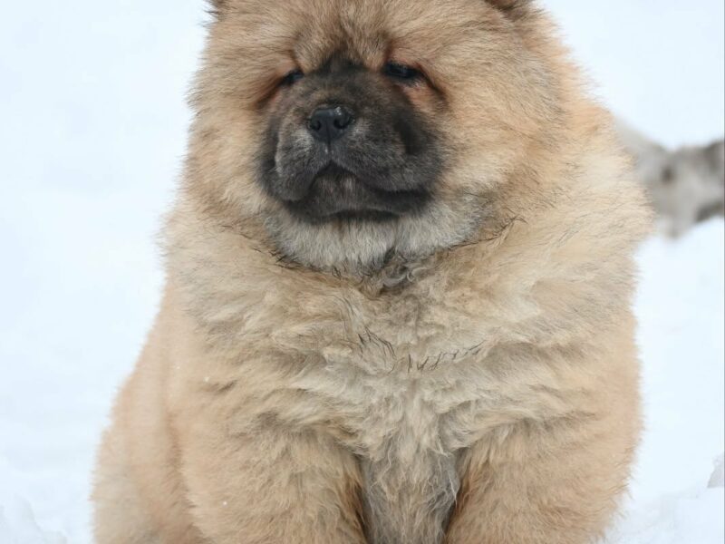 Chow Chow Cau Cau Čau Čau
