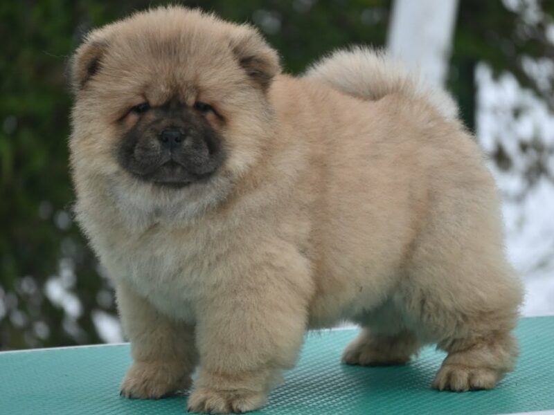 Chow Chow Cau Cau Čau Čau