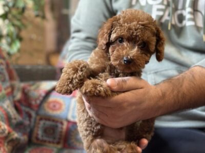 Toy Pudla kvalitetni štenci