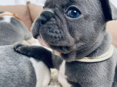 Francuski Buldog plavi i merle egzoticni