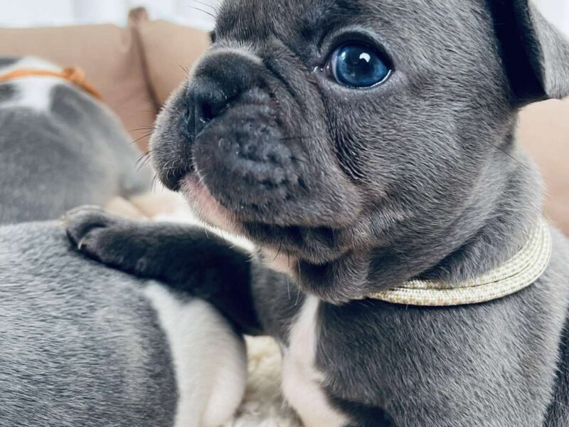 Francuski Buldog plavi i merle egzoticni
