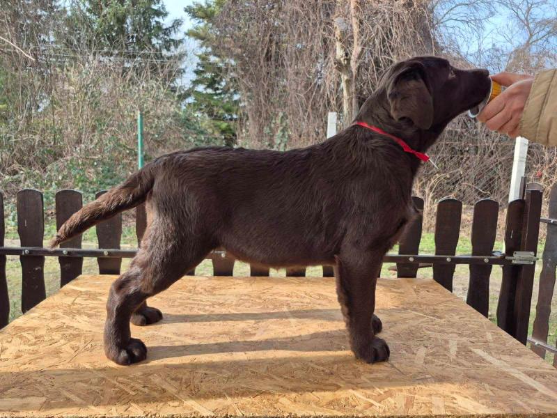 Labrador retriver čokoladni štenci
