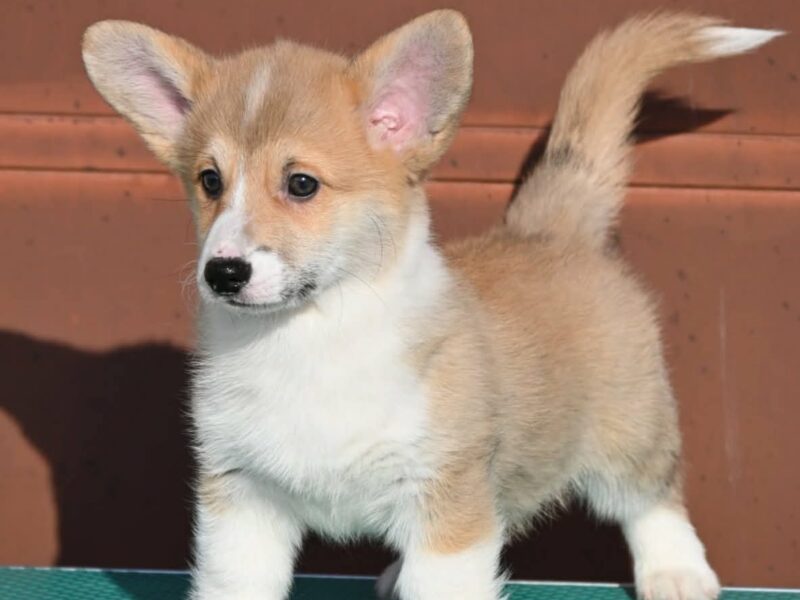 Velski korgi/Welsh Corgi Pembroke štenci