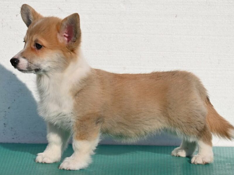 Velski korgi/Welsh Corgi Pembroke štenci