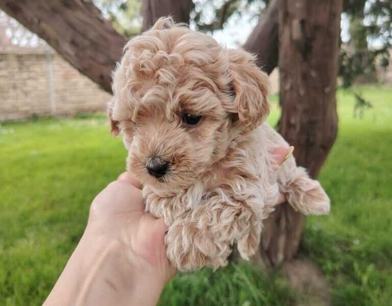 Maltipoo štenci
