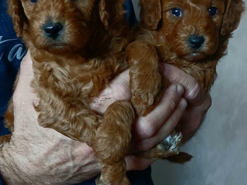 Crvene Pudle štenci