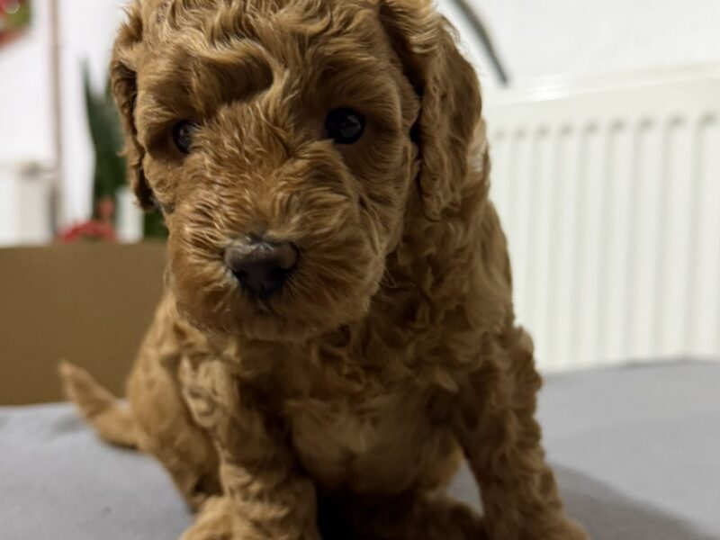 Crvene Pudle štenci