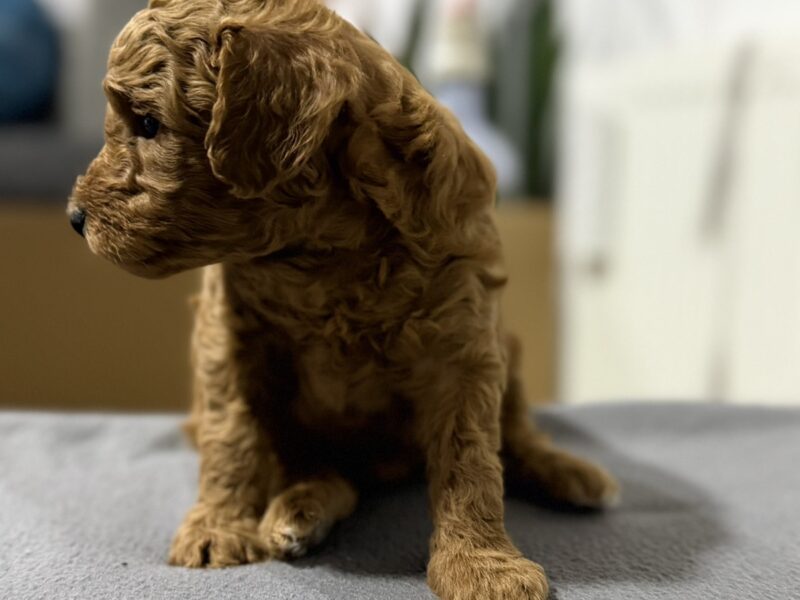 Crvene Pudle štenci