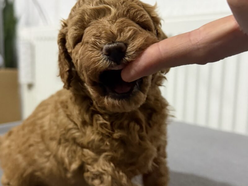 Crvene Pudle štenci