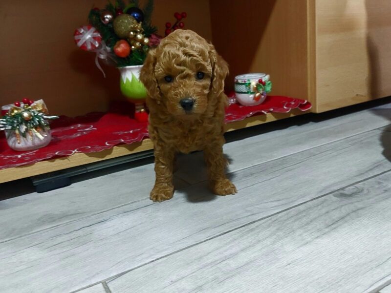 Crvene Pudle štenci