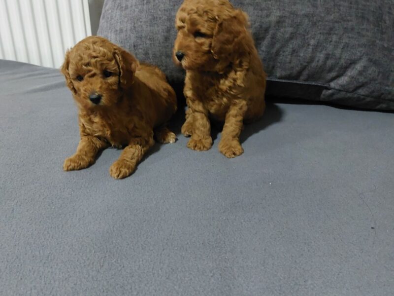 Crvene Pudle štenci