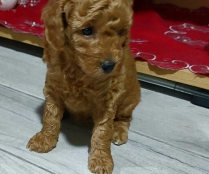 Crvene Pudle štenci