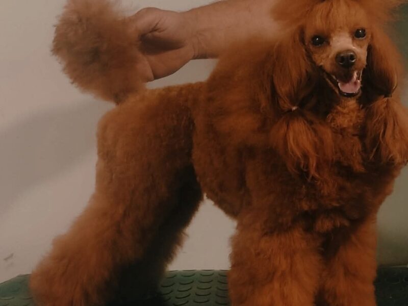 Crvene Pudle štenci