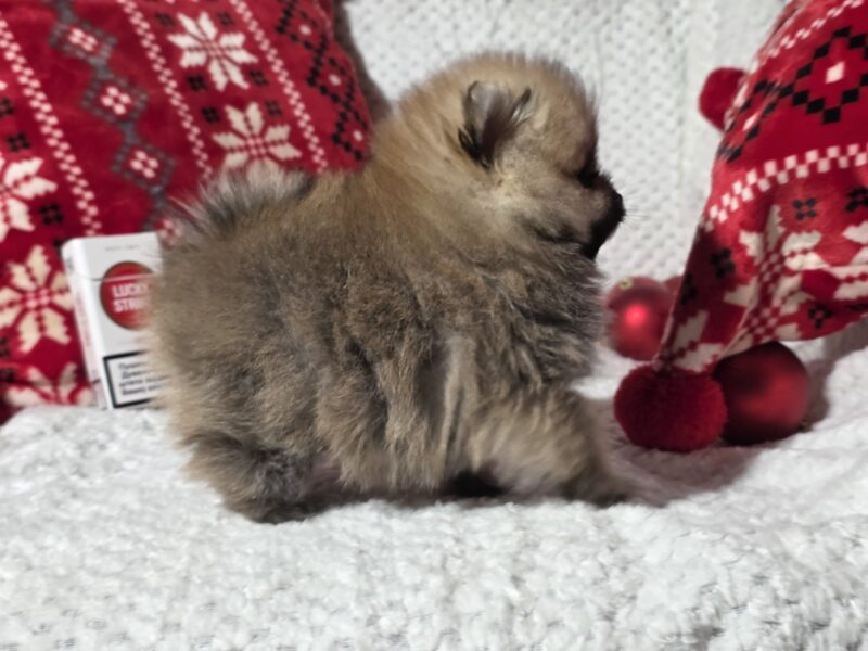 Pomeranac kvalitetni štenci