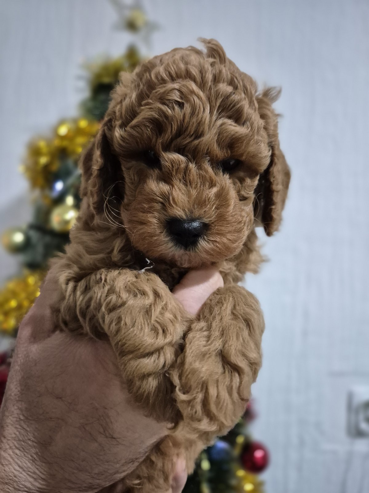 Crvene pudle na prodaju