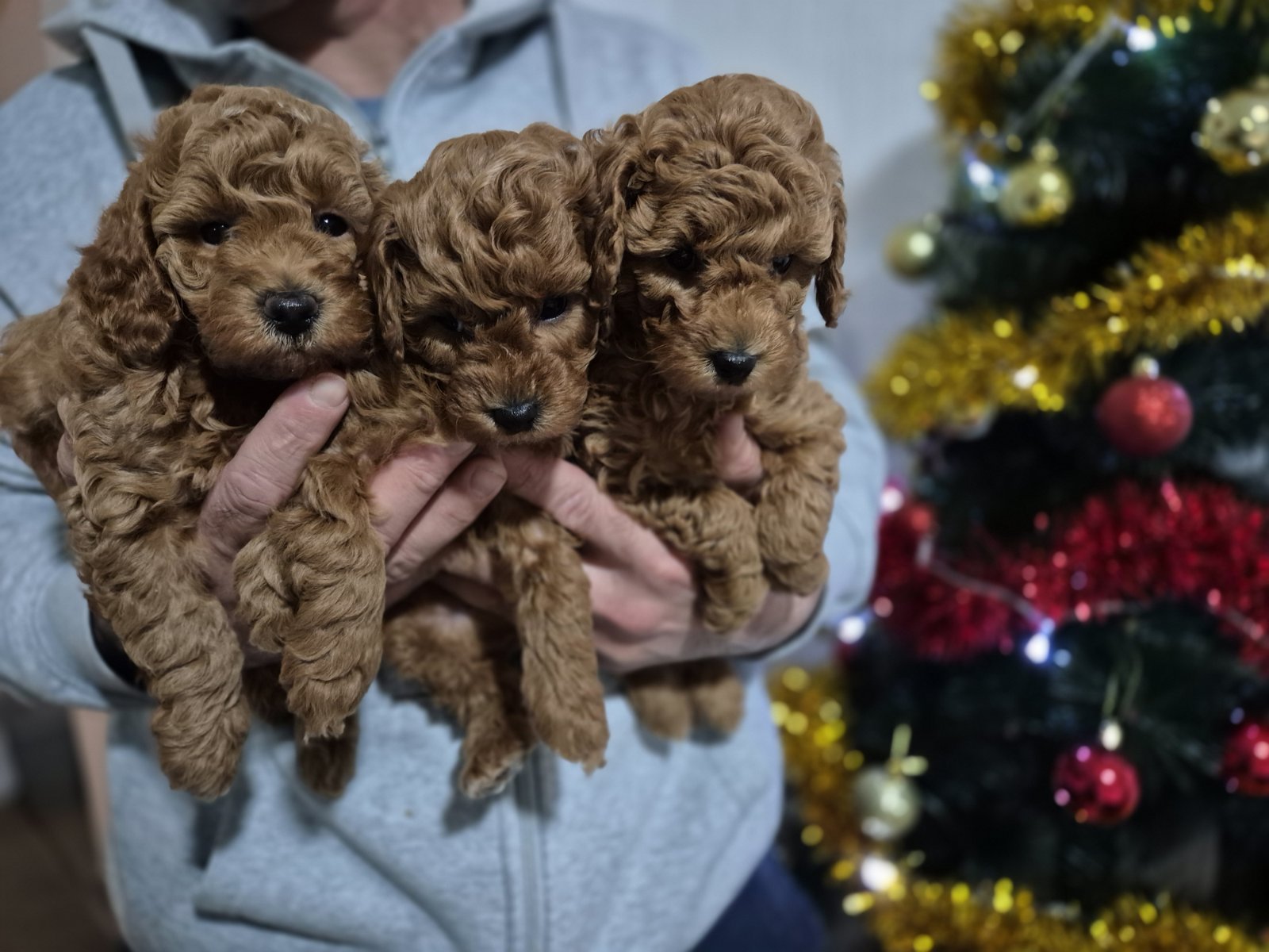 Crvene pudle štenci