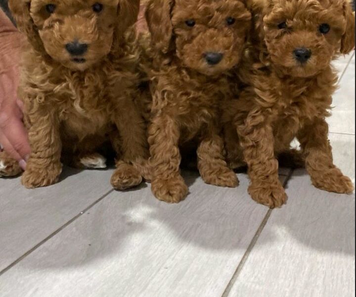 Crvene pudle na prodaju