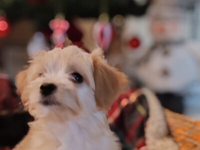 Havanski bišon, Havanezer štenci