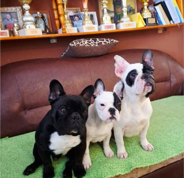 Francuski Buldog prelepo štene