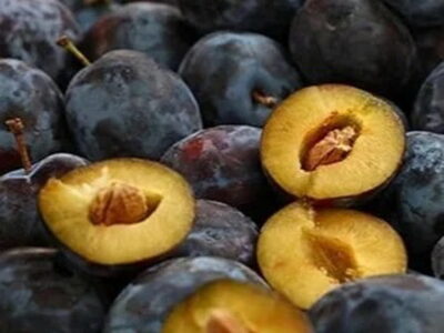 Rezervacije u toku za sadnju voćnih sadnica