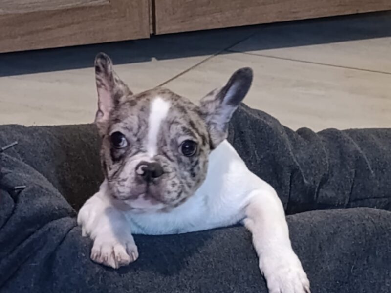 Stenad francuskog buldoga dva merle muzjaka 3.5 meseca Vakcinisani, revakcinisani, ocisceni od parazita. Sve informacije na telefon 0693230663