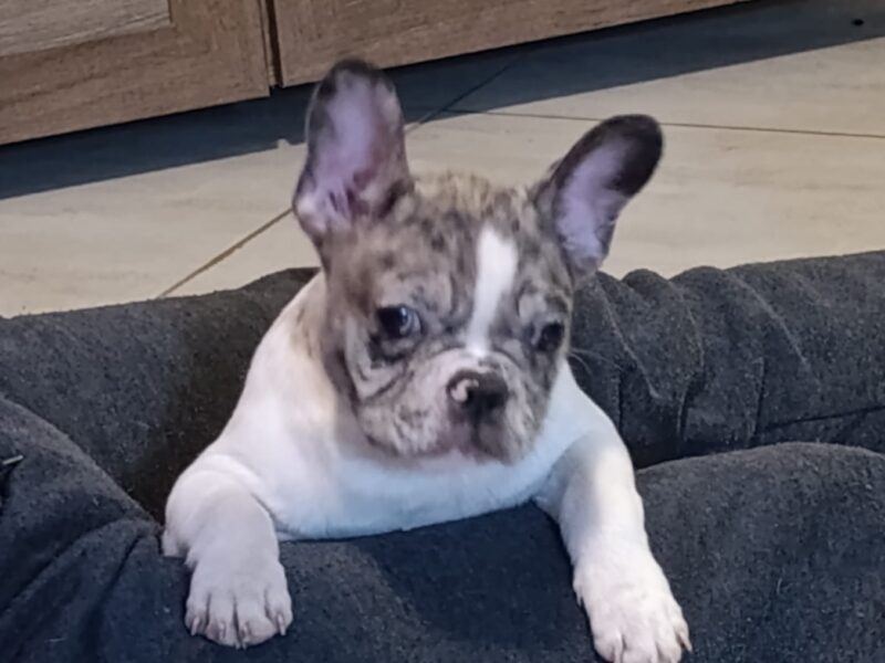 Stenad francuskog buldoga dva merle muzjaka 3.5 meseca Vakcinisani, revakcinisani, ocisceni od parazita. Sve informacije na telefon 0693230663