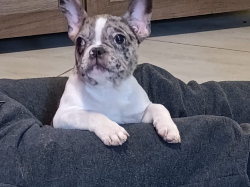 Stenad francuskog buldoga dva merle muzjaka 3.5 meseca Vakcinisani, revakcinisani, ocisceni od parazita. Sve informacije na telefon 0693230663