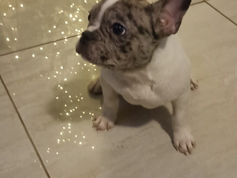 Stenad francuskog buldoga dva merle muzjaka 3.5 meseca Vakcinisani, revakcinisani, ocisceni od parazita. Sve informacije na telefon 0693230663