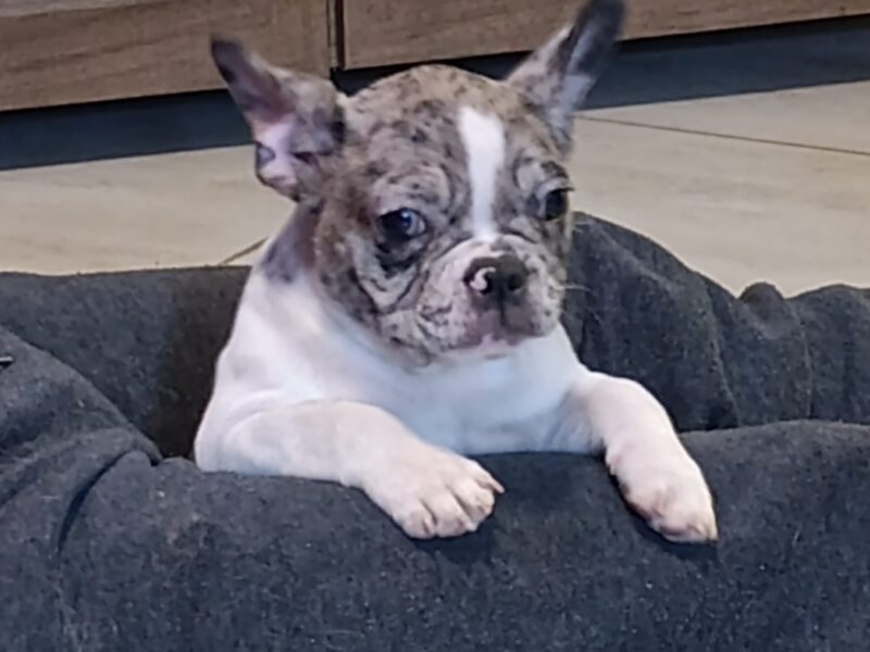 Stenad francuskog buldoga dva merle muzjaka 3.5 meseca Vakcinisani, revakcinisani, ocisceni od parazita. Sve informacije na telefon 0693230663
