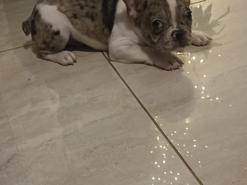 Stenad francuskog buldoga dva merle muzjaka 3.5 meseca Vakcinisani, revakcinisani, ocisceni od parazita. Sve informacije na telefon 0693230663