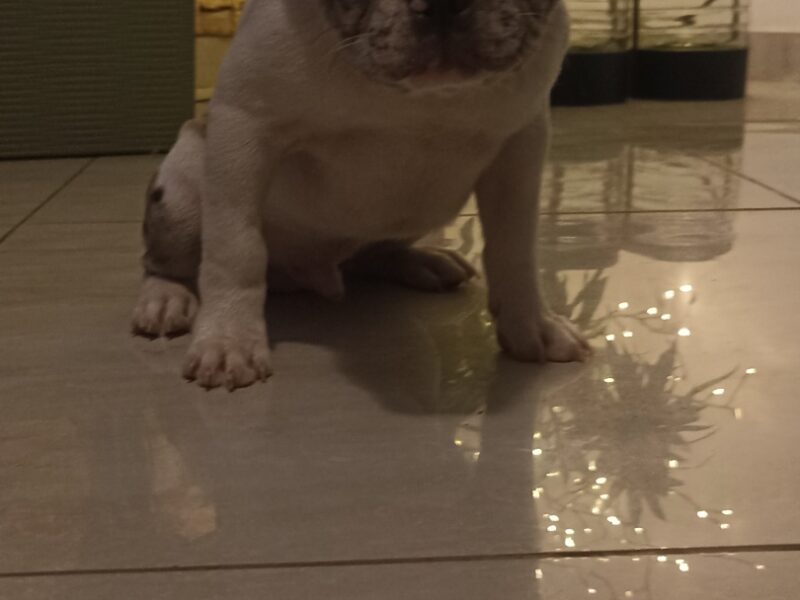Stenad francuskog buldoga dva merle muzjaka 3.5 meseca Vakcinisani, revakcinisani, ocisceni od parazita. Sve informacije na telefon 0693230663