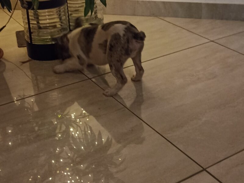 Stenad francuskog buldoga dva merle muzjaka 3.5 meseca Vakcinisani, revakcinisani, ocisceni od parazita. Sve informacije na telefon 0693230663