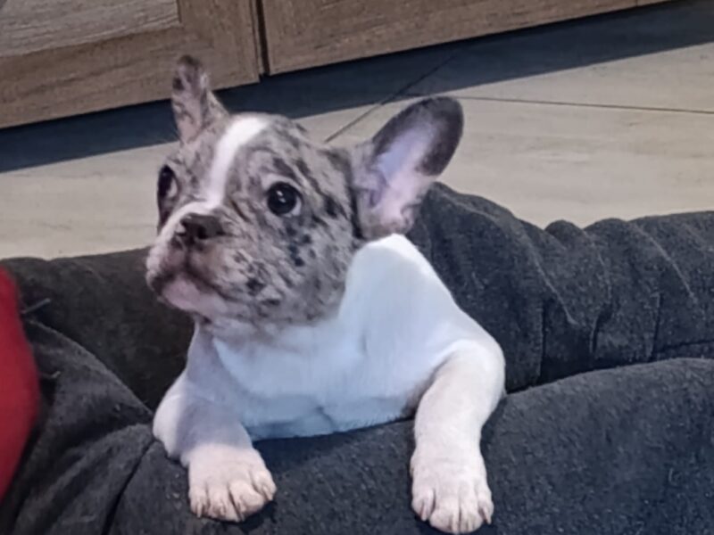 Stenad francuskog buldoga dva merle muzjaka 3.5 meseca Vakcinisani, revakcinisani, ocisceni od parazita. Sve informacije na telefon 0693230663