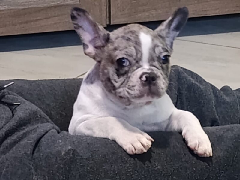 Stenad francuskog buldoga dva merle muzjaka 3.5 meseca Vakcinisani, revakcinisani, ocisceni od parazita. Sve informacije na telefon 0693230663
