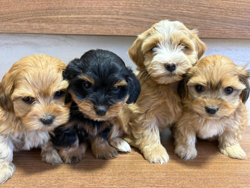 Havanski Bišon prelepi štenci