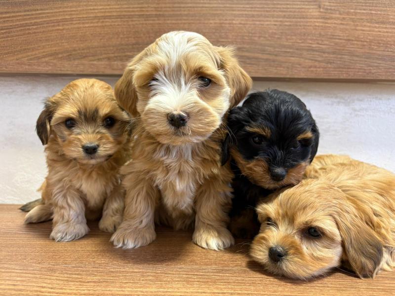 Havanski Bišon prelepi štenci