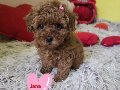 Preslatki štenci CRVENE TOY PUDLE