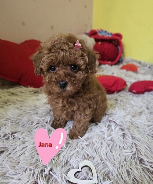 Preslatki štenci CRVENE TOY PUDLE