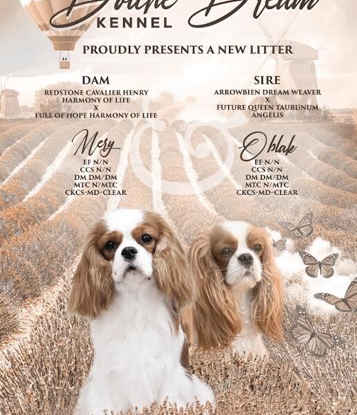 Kavalijer španijel kralja Čarlsa