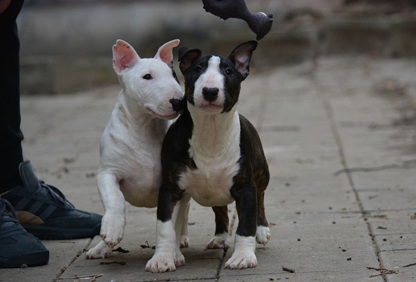 Mini bull terijer