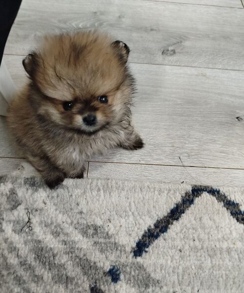 Prelepi Bo medvedici